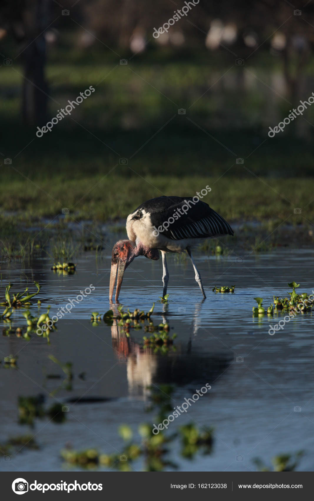 Oiseau Magnifique Marabout Photographie Gi0572 162123038