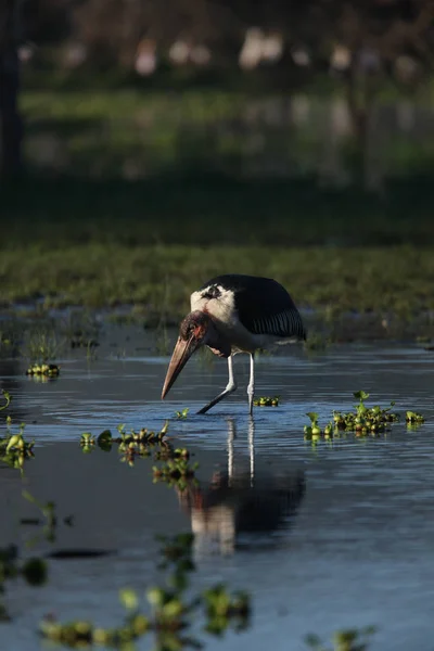 Hermoso pájaro marabú — Foto de Stock