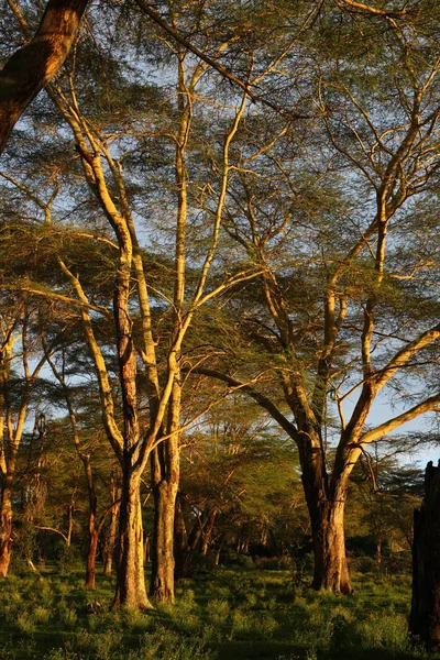 Afrika savana ağaçlarda — Stok fotoğraf
