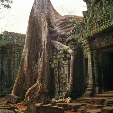 Dev banyan ağaçları vasıl Angkor Wat