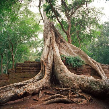 Dev banyan ağaçları vasıl Angkor Wat