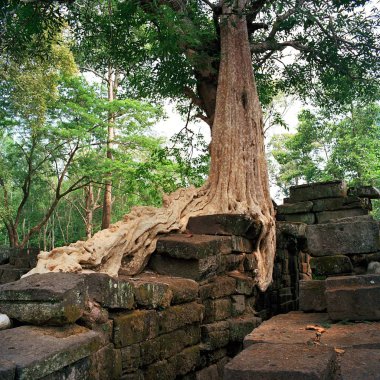 Dev banyan ağaçları vasıl Angkor Wat