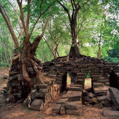 Dev banyan ağaçları vasıl Angkor Wat