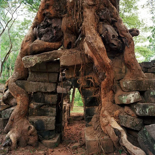 Banyan árvores gigantes em Angkor Wat — Fotografia de Stock
