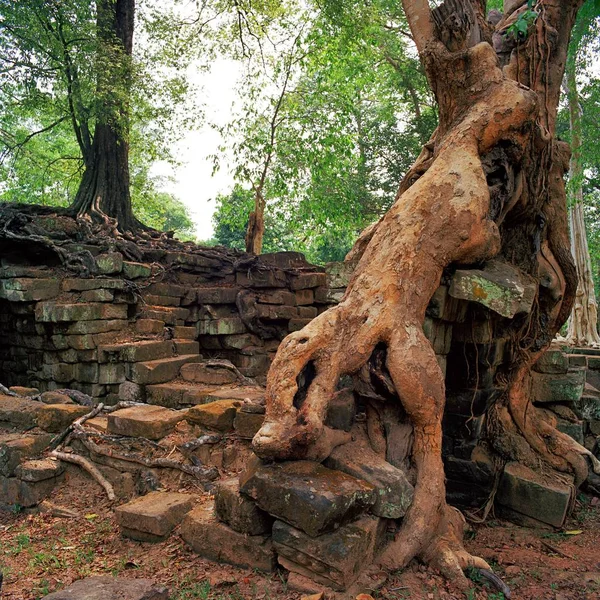 Reuze Banyanbomen in Angkor Wat — Stockfoto