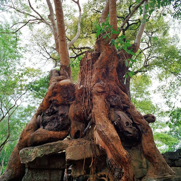 Гігантські banyan дерева в Ангкор-Ват — стокове фото