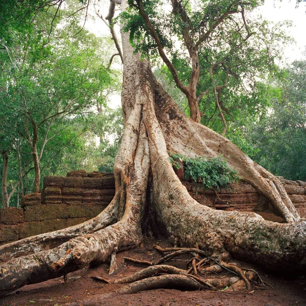 Banyan árvores gigantes em Angkor Wat — Fotografia de Stock