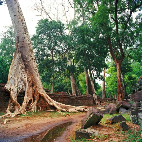 Reuze Banyanbomen in Angkor Wat — Stockfoto