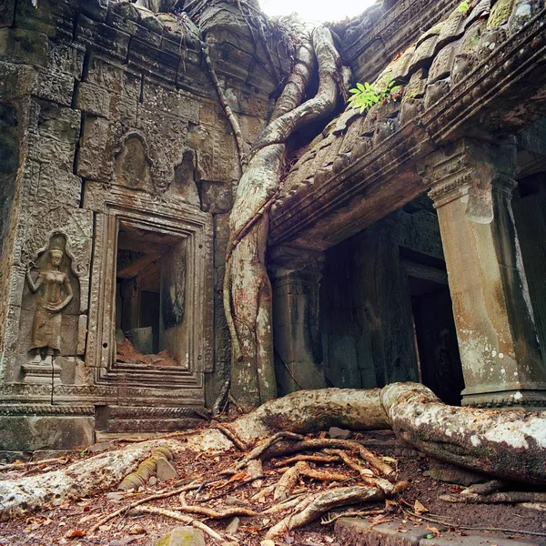 Árboles gigantes de Banyan en Angkor Wat — Foto de Stock