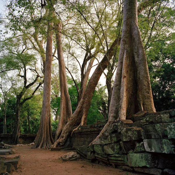 アンコール ワットの巨大なガジュマルの木 — ストック写真