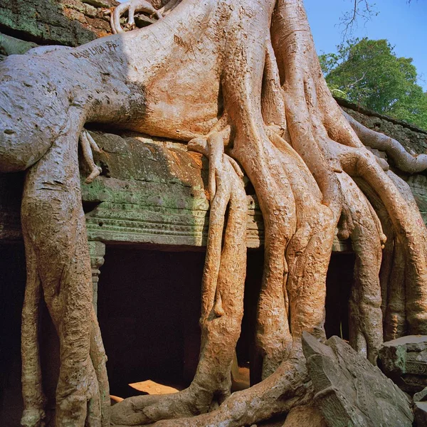 Reuze Banyanbomen in Angkor Wat — Stockfoto