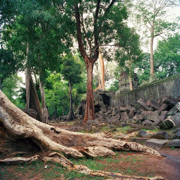 Banyan árvores gigantes em Angkor Wat — Fotografia de Stock