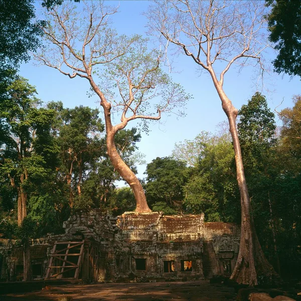 アンコール ワットの巨大なガジュマルの木 — ストック写真