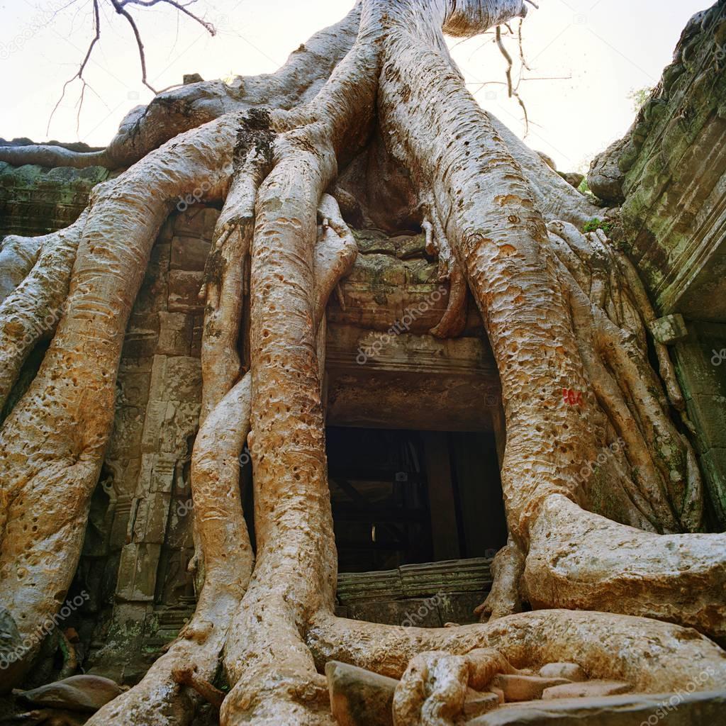 giant banyan trees at Angkor Wat