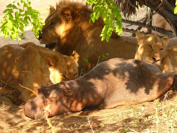 Leões que comem hipopótamo — Fotografia de Stock