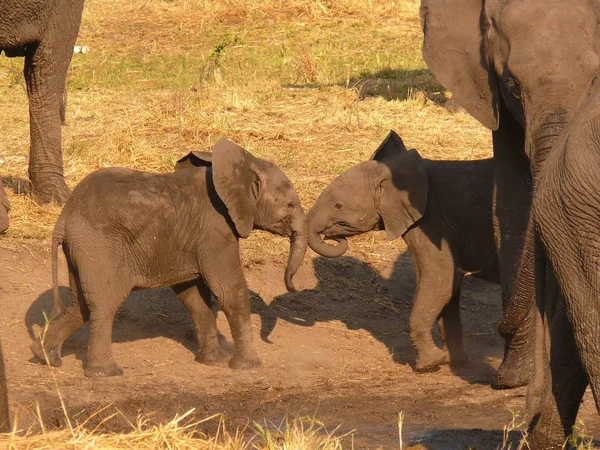 Pequeños elefantes jugando juntos — Foto de Stock