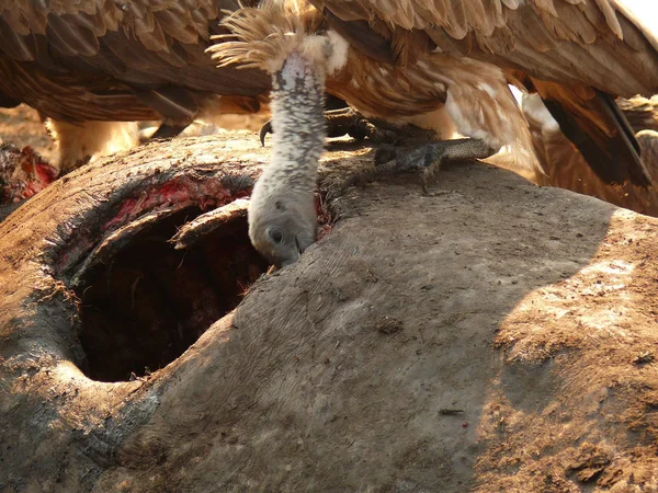カバを食べているハゲワシ — ストック写真