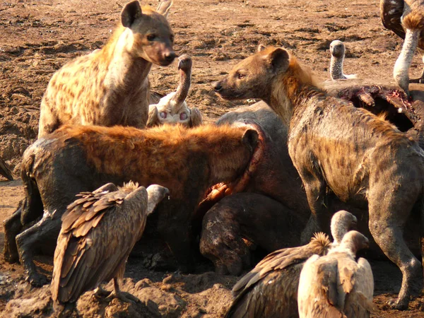 Hyenor och gamar äter flodhäst — Stockfoto