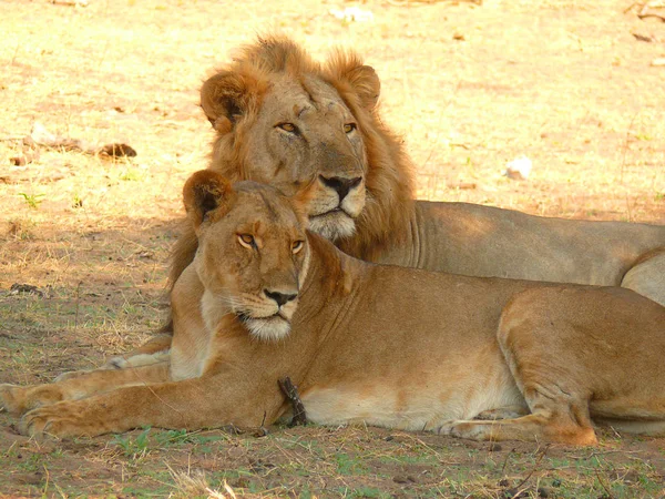 Couple de lions couchés dans l'ombre — Photo