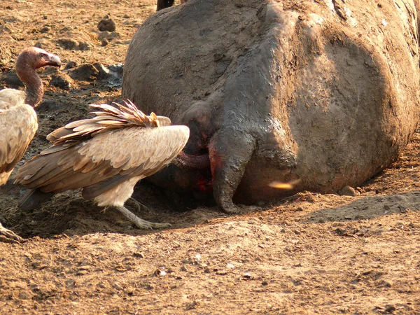 Gamar äter flodhäst — Stockfoto