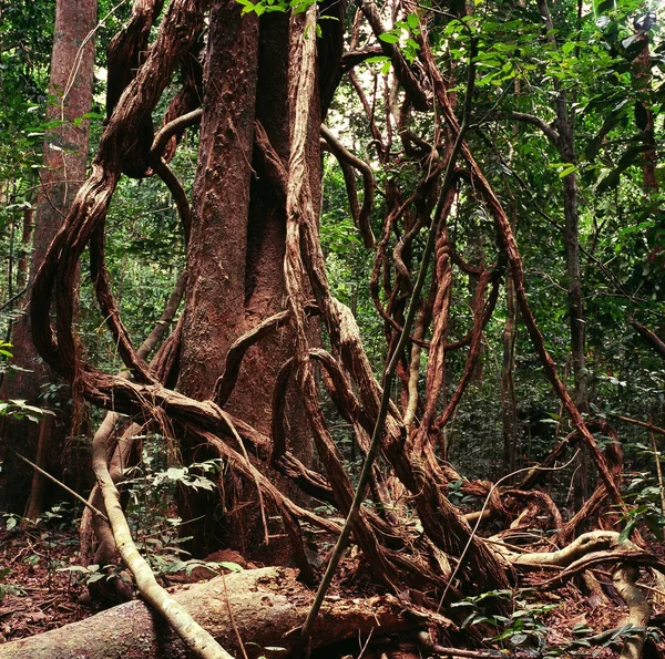 Старое дерево в глубокой африканской толще — стоковое фото