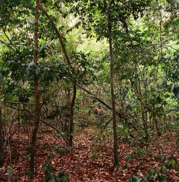 Derin Afrika ağaçlarına maymun — Stok fotoğraf