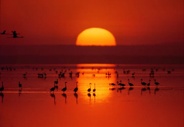 Африканские фламинго в воде — стоковое фото