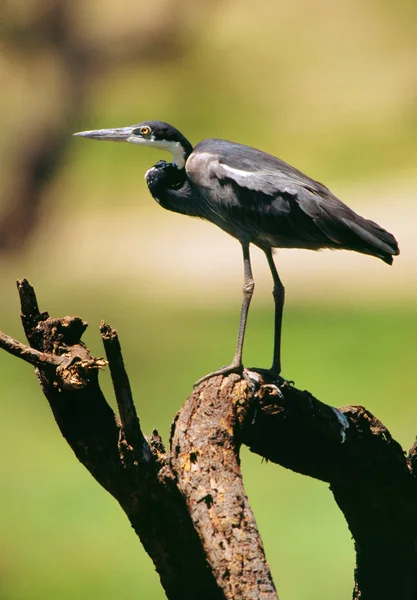 Pájaro sentado en rama —  Fotos de Stock