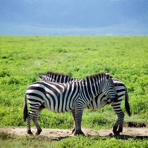 Yeşil alan Zebras — Stok fotoğraf