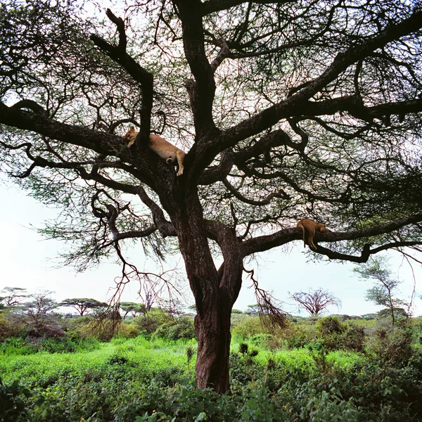 Lions vilar på träd — Stockfoto