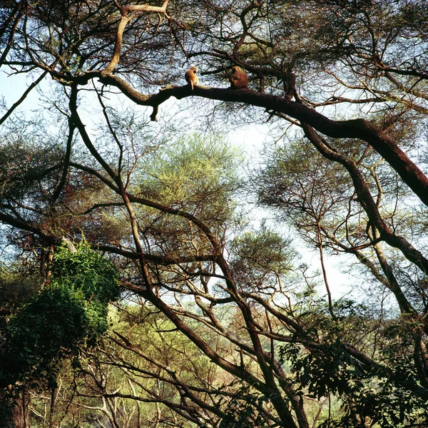 Monos sentados en una rama de árbol — Foto de Stock