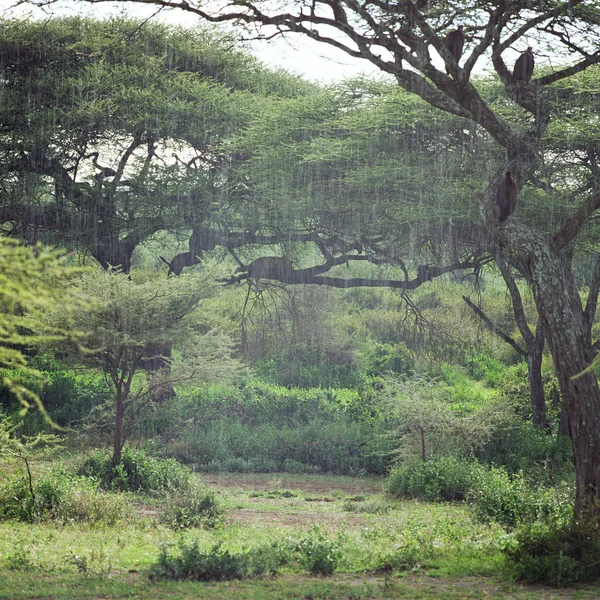 Singes et vautours sur les arbres sous la pluie — Photo