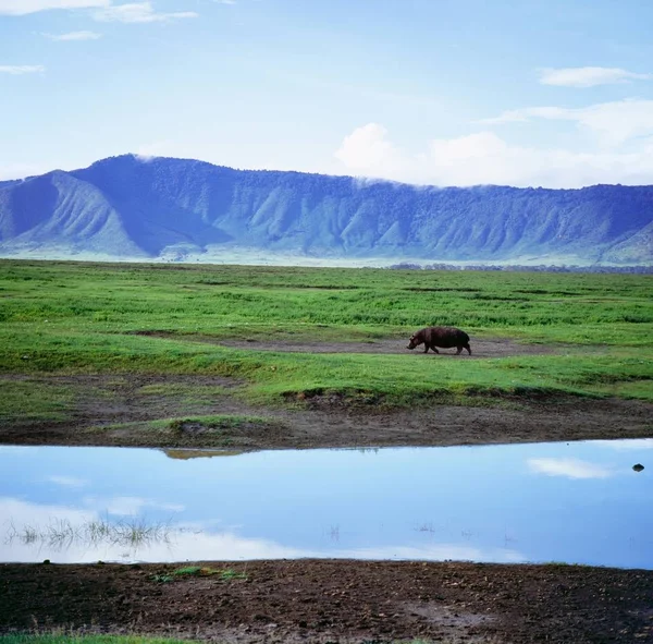 Paesaggio africano con ippopotamo — Foto Stock