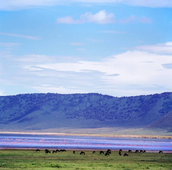 Afrikanska landskapet med bisons och flamingos — Stockfoto