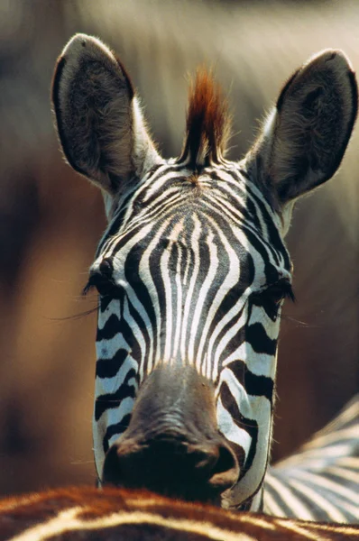 Zebra kafa kameraya bakıyor — Stok fotoğraf