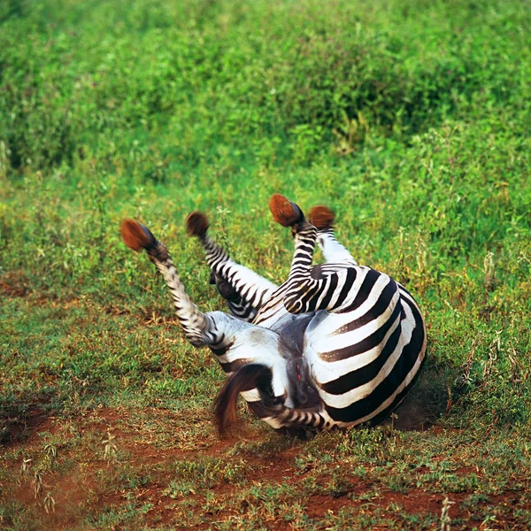 Zebra yere haddeleme — Stok fotoğraf