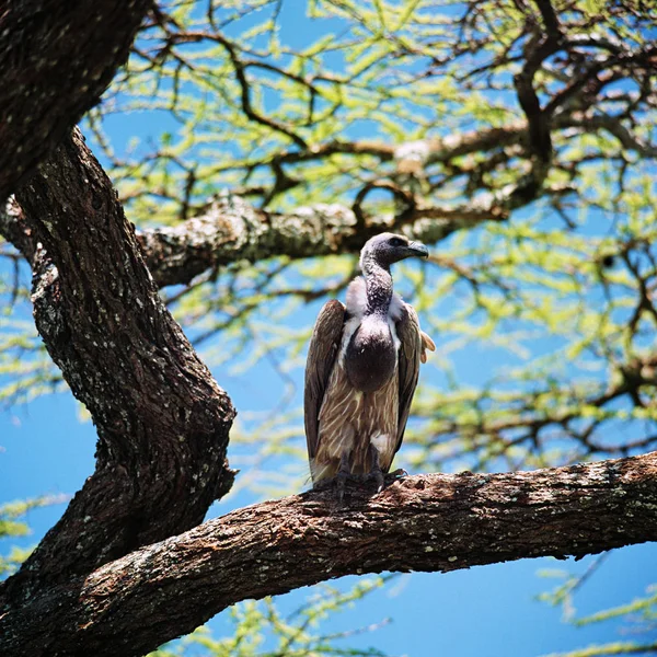 Buitre adulto sentado en el árbol —  Fotos de Stock