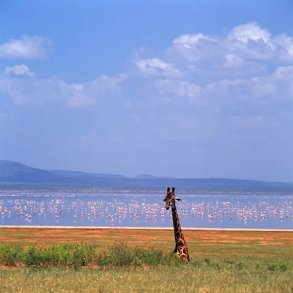Girafa na grama à beira com flamingos — Fotografia de Stock