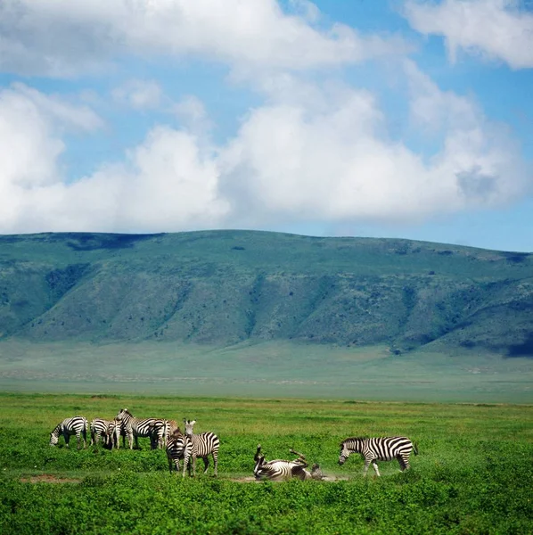 Зебры в зеленом поле — стоковое фото