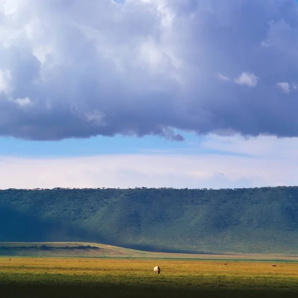 Tableland met stier onder bewolkte hemel — Stockfoto