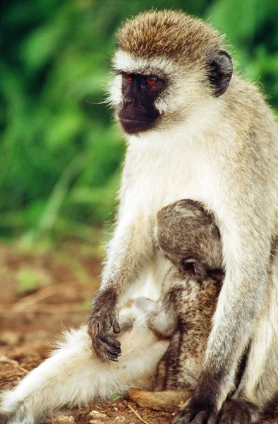 Μικρή μαϊμού κάθεται στο έδαφος — Φωτογραφία Αρχείου