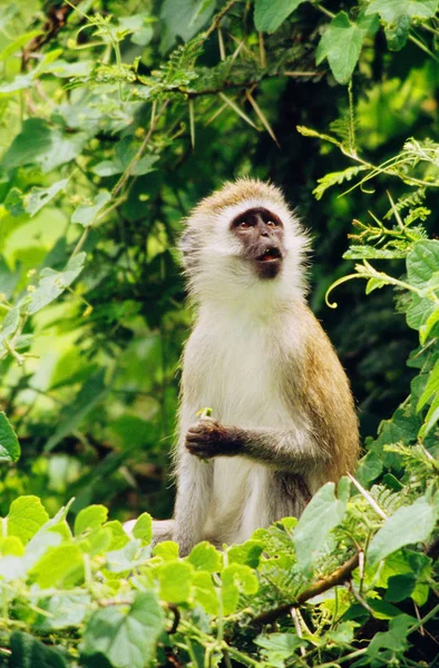 작은 원숭이가 나뭇가지에 앉아 — 스톡 사진