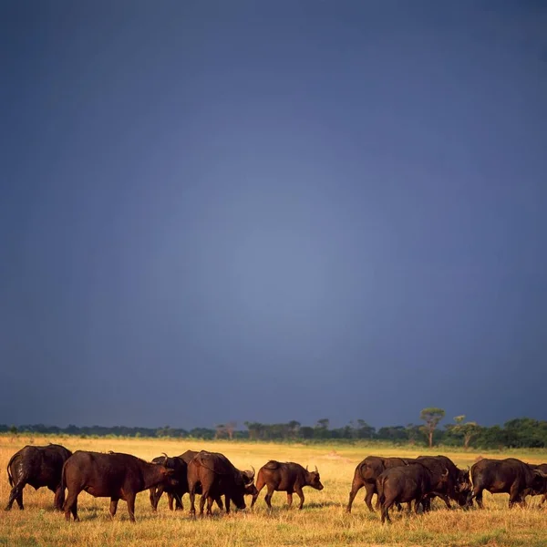 푸른 하늘 아래 bisons — 스톡 사진