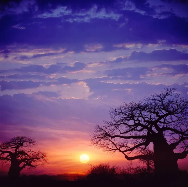 Coucher de soleil rose dans la jungle africaine — Photo