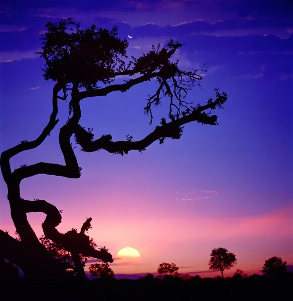 Roze zonsondergang in de Afrikaanse jungle — Stockfoto