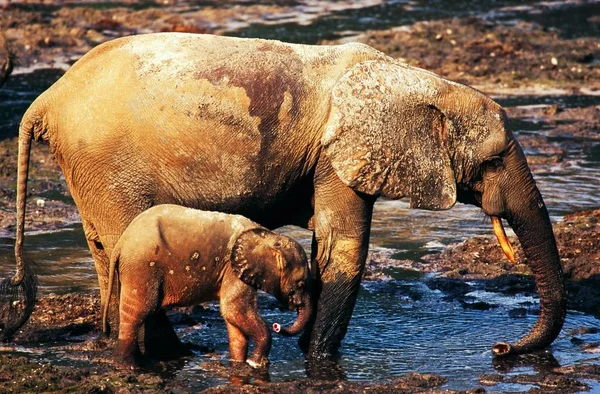 Elefantes agua potable — Foto de Stock