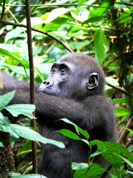 Chimpancé en ramas de la selva —  Fotos de Stock