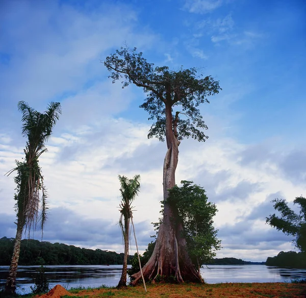 Дерева на озері під хмарним небом — стокове фото