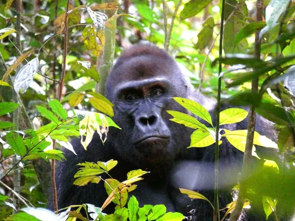 Focinho gorila em ramos — Fotografia de Stock