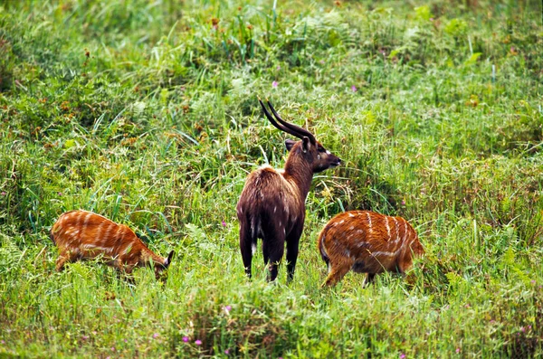 Çim besleme antilop — Stok fotoğraf
